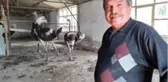 Koronavirüs salgını nedeniyle deve kuşu yumurtalarında satış patlaması yaşanıyor