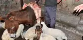 Annesiz kuzular eşek sırtından besleniyor