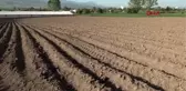 BOLU PATATESİYLE MEŞHUR BOLU'DA ÇİFTÇİ, BU YIL MISIR EKİMİNE YÖNELDİ