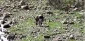 Pancar toplamak için dağı tırmanıp kilometrelerce yürüyorlar