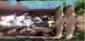 ANTALYA Anneleri öldürülen köpekleri, biberonla besleyip hayata bağladı