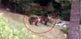 Artvin'de yiyecek arayan boz ayılar görüntülendi