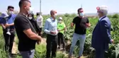 Bursa'da enginarın tarlada kalmaması için çalışma başlatıldı