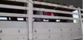 TİKA'dan Irak'ta 5 bin aileye gıda yardımı