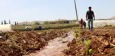 Harran Ovası'nda isot fideleri toprakla buluşuyor
