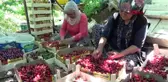 MERSİN Erdemli'de erkenci kiraz hasadı başladı