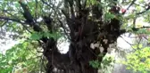 Simav Kestanesi'ne 'Coğrafi İşaret' başvurusu