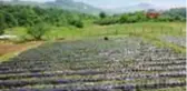 ZONGULDAK Tarladayken satılan Osmanlı çileğinde talebi karşılayamıyorlar