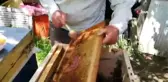 Giresun'da arıcılıkla uğraşanlar, arıların oğul verme mevsimiyle birlikte tatlı bir telaş yaşamaya...