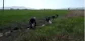 Sulama kanalındaki 3 ton inci kefali kurtarıldı (2)