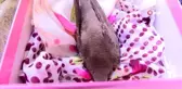 Kanadı kırık ebabil kuşuna sahip çıktılar