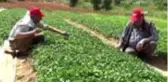 Manisa çiftçisi kapya biberine yöneldi