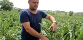 Kapış kapış satılan Hasanağa enginarları, üreticisine dönümünden 15 bin lira kazandırıyor