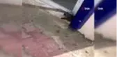 Sıcaklar tavan yaptı, yılanlar ortaya çıkmaya başladı