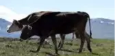 Bölge insanının geçim kaynağı! İşte Türkiye'nin büyükbaş hayvan ihtiyacını karşılayan ilimiz