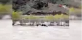 Aras Nehri'ne düşen danayı AFAD ekipleri böyle kurtardı