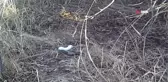 Erzincan'da 'beyaz gelincik' görüntülendi