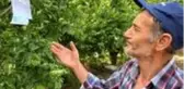 Hamile eşi için erik toplayan baba adayı, 100 lira para ile tarla sahibine not bırakarak helallik istedi