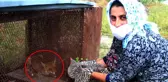 150 tavuğu telef eden tilki, 