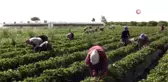 Çilek yüz güldürdü