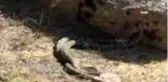 Nadir görülen yılanların dansı böyle görüntülendi