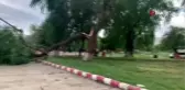 Kuvvetli rüzgar ağacı ortasından kırdı