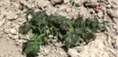 AFYON Sandıklı'da patates ve sebze fidelerini soğuk vurdu