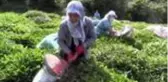 Hopa'da çay hasadı imece usulüyle yapılıyor