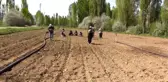 İlkbahar aylarının yağışlı geçmesi lahana üreticisini sevindirdi - NİĞDE