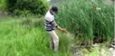Bolu'da su kirliliği yüzlerce balığı öldürdü