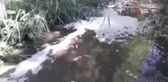 Bursa'da çevre katliamı