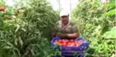 Çiftçiler bayramda da üretime ara vermedi
