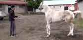 ERZİNCAN Şampiyon cirit atlarının ahırına girip, bir atın boğazını kestiler