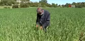 Mersin'de yerli buğday üretimi teşvik ediliyor