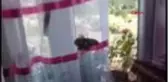 OSMANİYE Kanat açıklığı 16 santim olan kelebek, görenleri şaşırttı