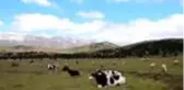 Yörüklerin yayladaki yaşam mücadelesi bayramda da sürdü