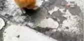 Kedinin kertenkeleyle oyunu kamerada