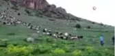 Kurbanlık koçların yün kırkımı başladı