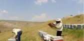 Kilosu 5 bin lirayı bulunca arıcılar propolis üretimine yöneldi