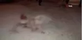 Otomobil sürüye daldı, 2 koyun telef oldu