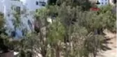 MUĞLA Bodrum'da vatandaşlardan 'ağaç kıyımı' tepkisi