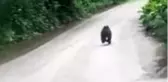 Rizelilerin yavru ayıyla kovalamacası kamerada