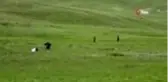 Yaylalarda yetişen bitkiler vatandaşlara ekmek kapısı oldu