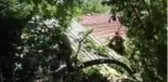 Son dakika haber! Beykoz'da yarım asırlık dut ağacı binanın üzerine devrildi