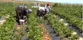 Çilek üretiminde tarımsal işçilikten patronluğa