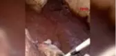 HATAY Menfezde sıkışan yaralı tilki tedavi altına alındı