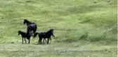 Üzerine roman bile yazılan yılkı atları, böyle görüntülendi