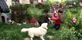 Çengelköy'de dehşet: Oyuncu Gamze Topuz'un köpeklerine çivili kemik attılar