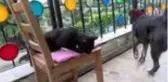 ÇENGELKÖY'DE OYUNCU GAMZE TOPUZ'UN KÖPEKLERİNE ÇİVİLİ KEMİK ATTILAR
