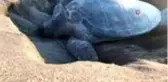 Deniz kaplumbağaları Mersin sahillerine yumurta bırakmaya başladı